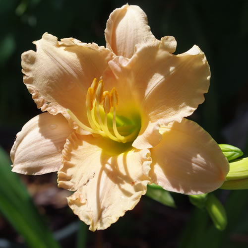 Hemerocallis Fairytale Pink